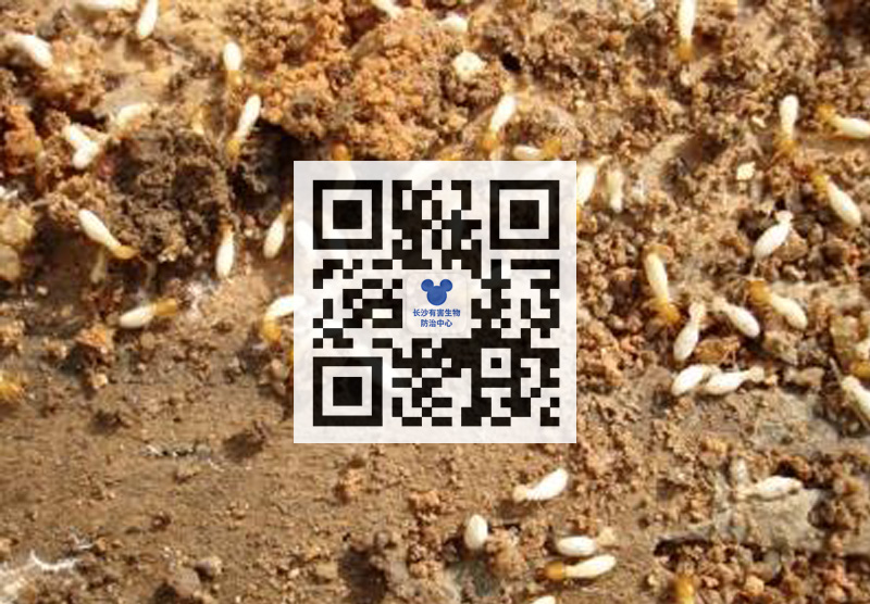 如何安全除蟑螂？